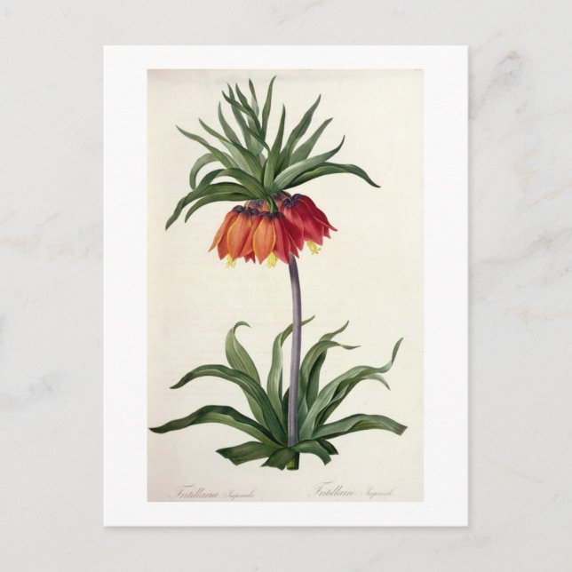 Fritillaria Imperialis from, `Les Lilacees', 1802- Postcard (Front)
