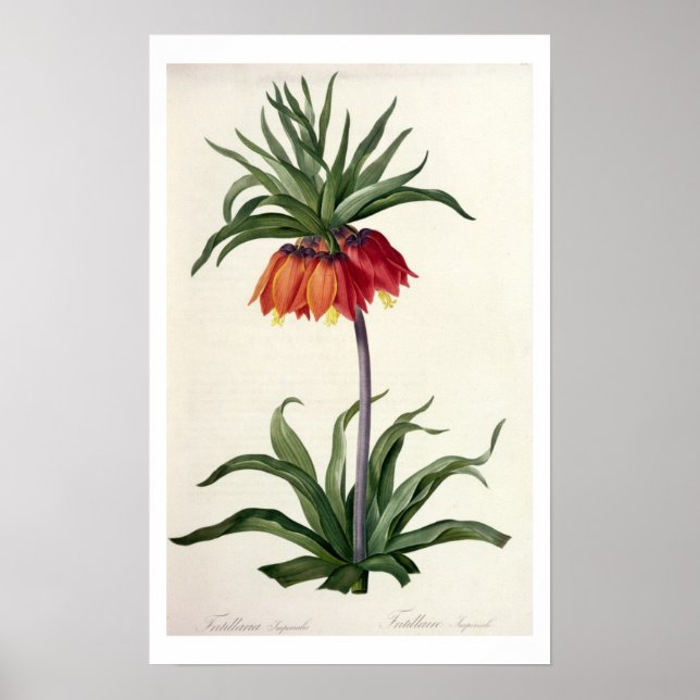 Fritillaria Imperialis from, `Les Lilacees', 1802- Poster (Front)