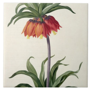 Fritillaria Imperialis from, `Les Lilacees', 1802- Tile