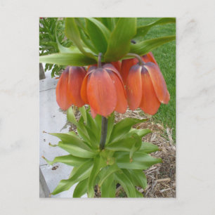 Fritillaria Imperialis Orange Flowers Postcard