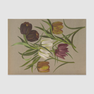 Fritillaria Meleagris, Arentina Hendrica Arendsen Tissue Paper