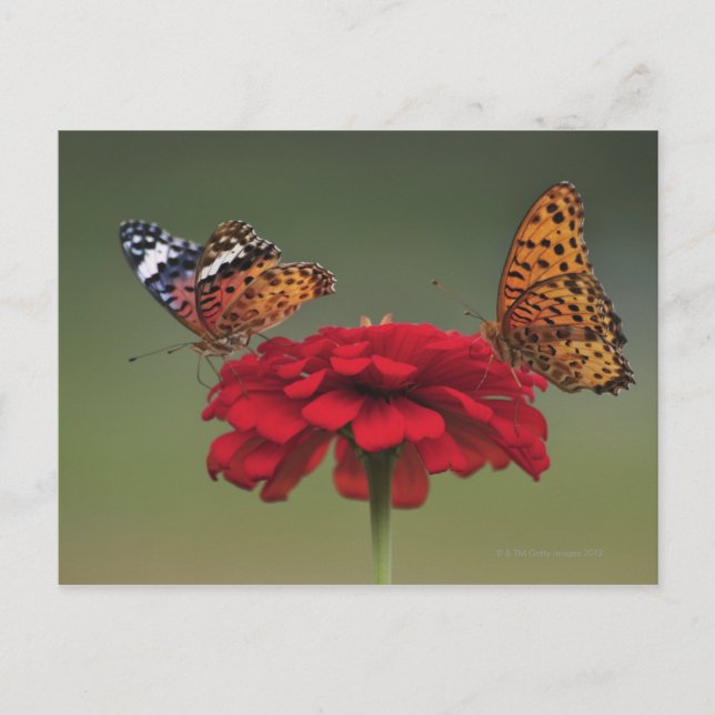 Fritillary Butterfly (Argyreus hyperbius) on 2 Postcard (Front)