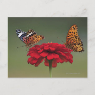 Fritillary Butterfly (Argyreus hyperbius) on 2 Postcard