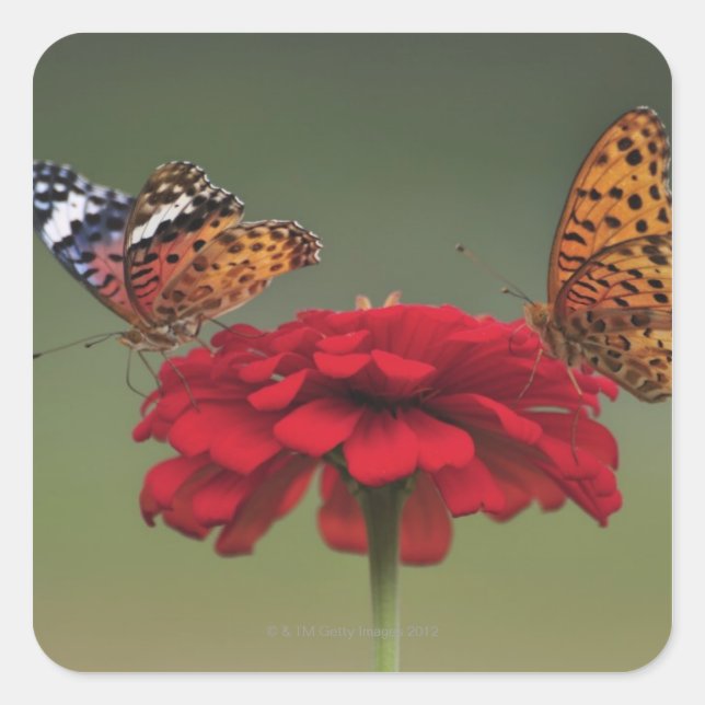 Fritillary Butterfly (Argyreus hyperbius) on 2 Square Sticker (Front)