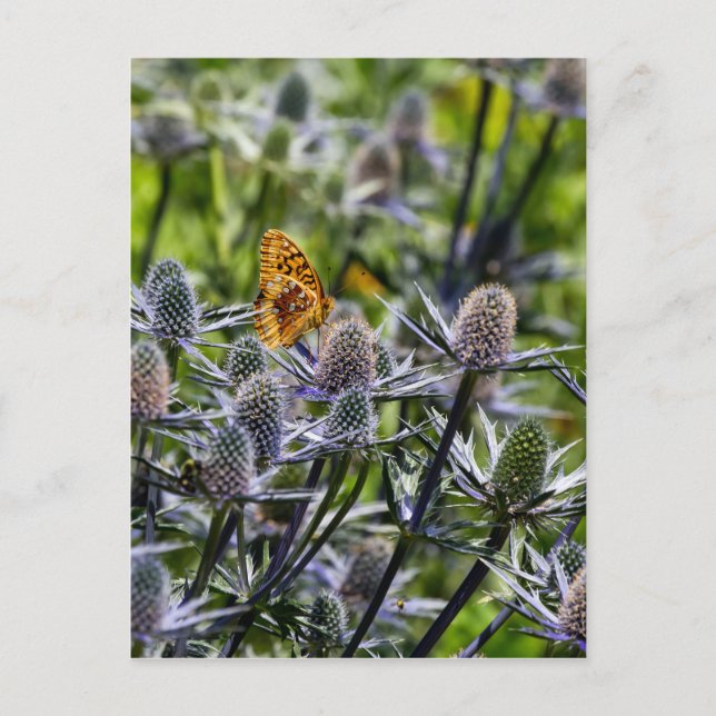 Fritillary Butterfly On Blue Thistle Postcard (Front)
