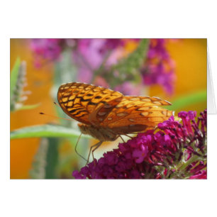 Fritillary Colours - Butterfly