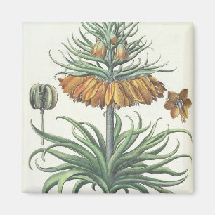 Fritillary: Corona Imperialis florum classe duplic Magnet