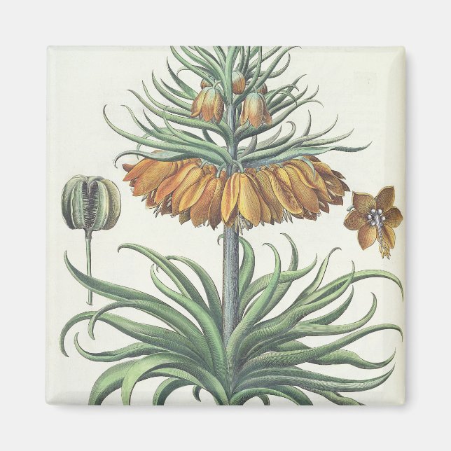 Fritillary: Corona Imperialis florum classe duplic Magnet (Front)