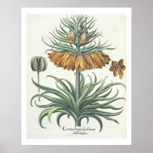 Fritillary: Corona Imperialis florum classe duplic Poster