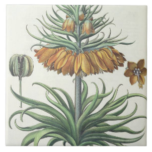 Fritillary: Corona Imperialis florum classe duplic Tile