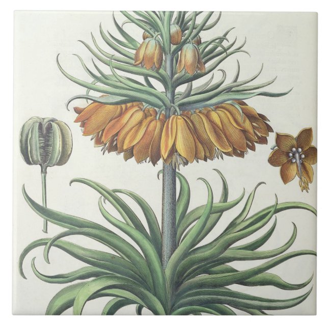 Fritillary: Corona Imperialis florum classe duplic Tile (Front)