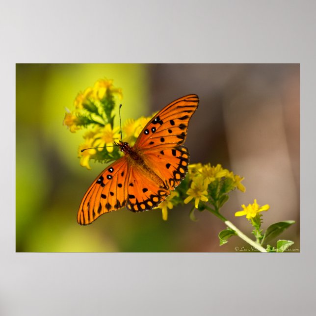 Fritillary Gulf Butterfly Prints Posters (Front)