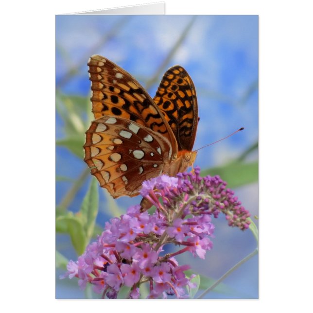 Fritillary on Blue - Butterfly (Front)