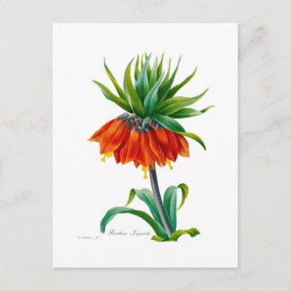 Fritillary Postcard