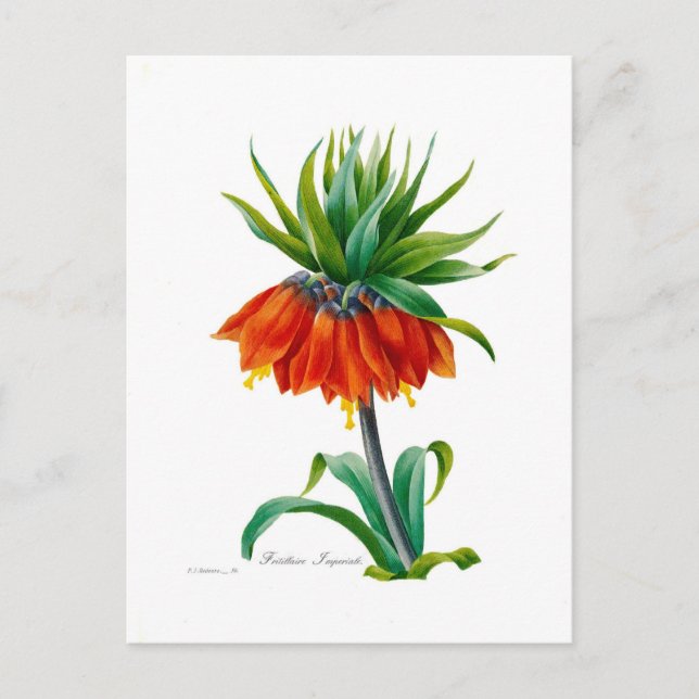 Fritillary Postcard (Front)
