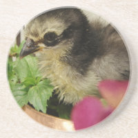 Frizzle Chick