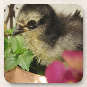Frizzle Chick Coaster