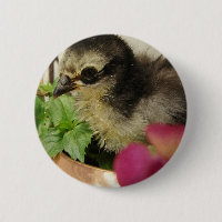 Frizzle Chick in Flowers