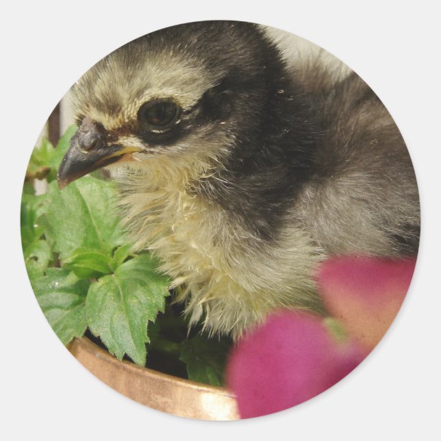 Frizzle Chick in Flowers Classic Round Sticker (Front)
