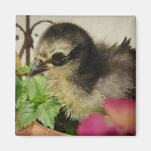 Frizzle Chick in Flowers Magnet