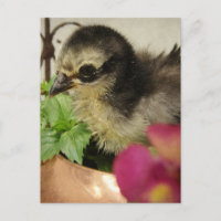 Frizzle Chick