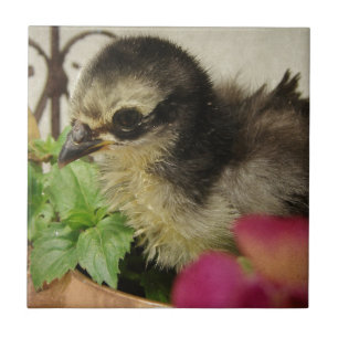 Frizzle Chick Tile