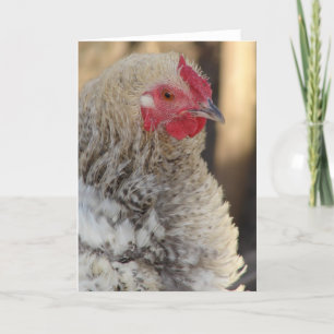Frizzle Hen Card