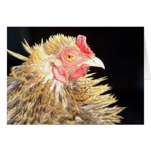 Frizzle Roo