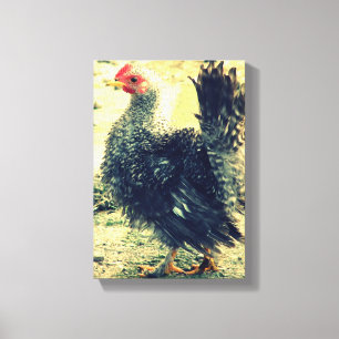 Frizzle Rooster Canvas Print