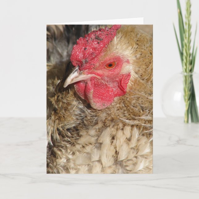 Frizzle Rooster Card (Front)