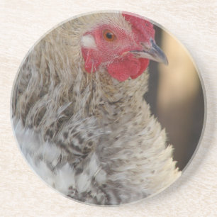 Frizzle Rooster Coaster
