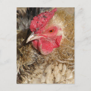Frizzle Rooster Postcard