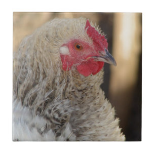 Frizzle Rooster Tile