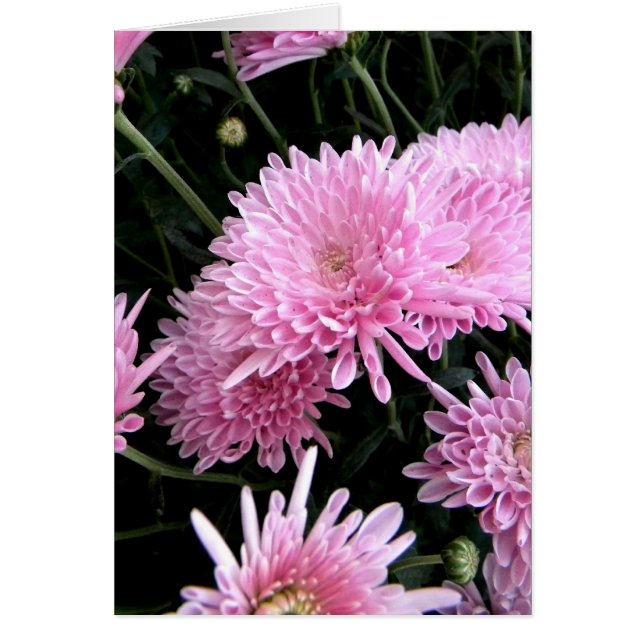 Frizzly Pink (Front)