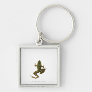Frog 2 key ring