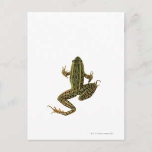 Frog 2 postcard