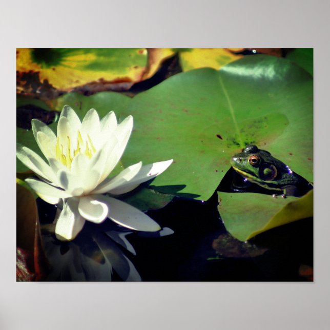 Frog Admiring Water Lily Lotus Flower Poster (Front)