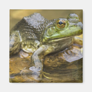 Frog along the Buffalo River, Mile 126 on the Magnet