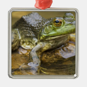 Frog along the Buffalo River, Mile 126 on the Metal Tree Decoration