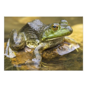 Frog along the Buffalo River, Mile 126 on the Photo Print