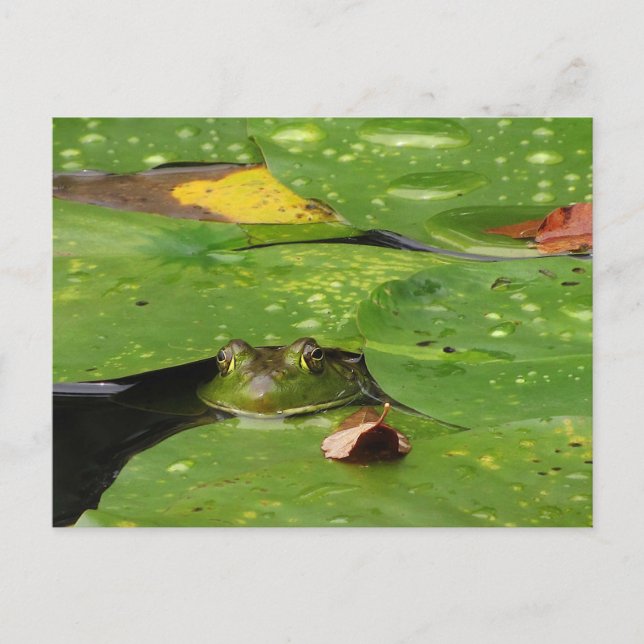 Frog and Lily Pads Postcard (Front)