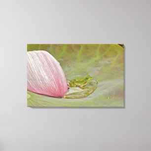 Frog and lotus flower petal, China, Canvas Print