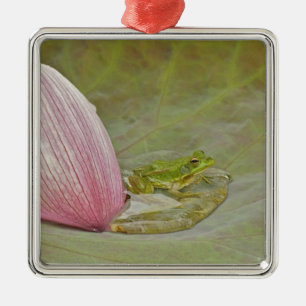 Frog and lotus flower petal, China, Metal Tree Decoration