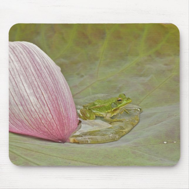 Frog and lotus flower petal, China, Mouse Mat (Front)