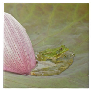 Frog and lotus flower petal, China, Tile