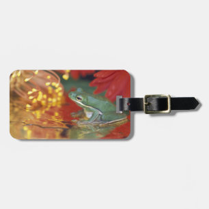Frog and reflections among flowers. Credit as: Luggage Tag
