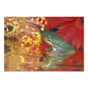 Frog and reflections among flowers. Credit as: Photo Print