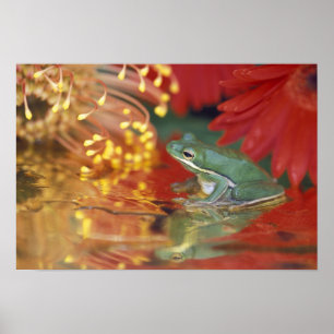 Frog and reflections among flowers. Credit as: Poster