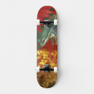 Frog and reflections among flowers. Credit as: Skateboard