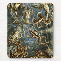 Frog and toad Ernst Haeckel vintage